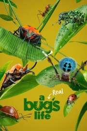 A Real Bug's Life-full